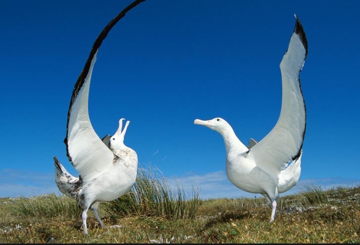 Los albatros