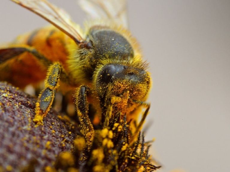 Abejorro: un insecto poco agresivo, a menudo confundido con el abejorro.