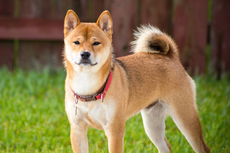 Akita Inu: un perro fiel con un carácter tranquilo y equilibrado