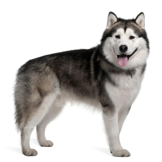 Alaskan Malamute: Un maravilloso perro con un carácter dócil y afectuoso.