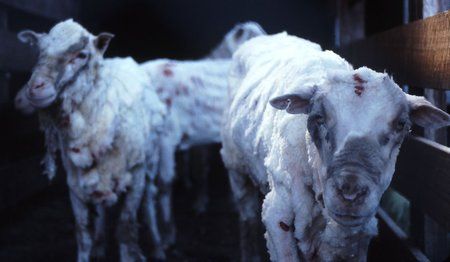Animales de lana: qué son y por qué están en riesgo también