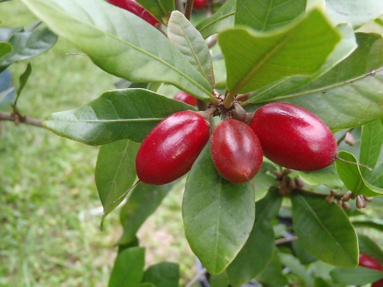 Arbolito: la fruta tropical que cambia de color y sabor