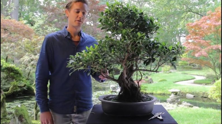 Bonsai Ficus: cómo cuidarlo mejor dependiendo de la especie