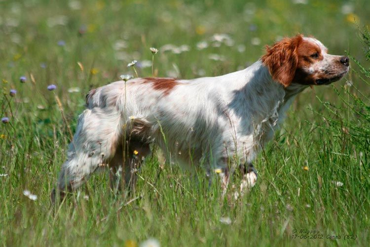Bretón: un perro activo y sociable, que puede ser entrenado fácilmente