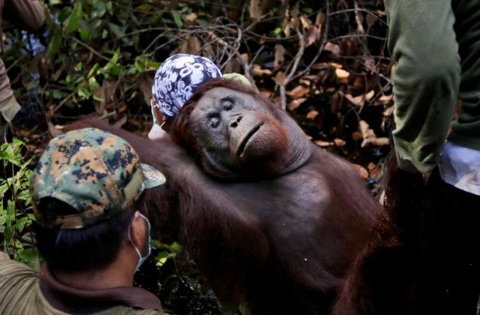 Brunei, Indonesia y Malasia: La resistencia de Borneo en defensa del medio ambiente