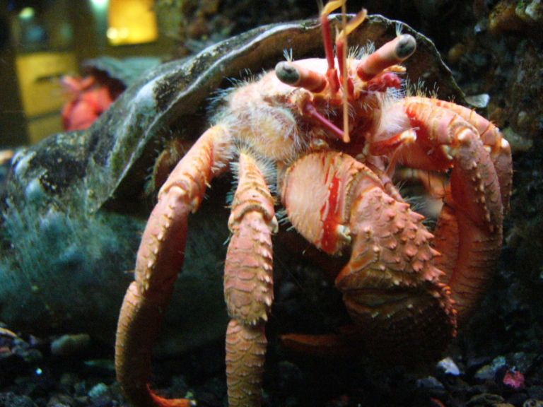 Cangrejo: el crustáceo que cambia de caparazón 2 veces al año