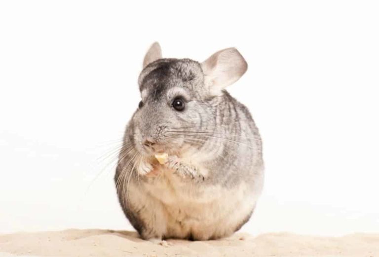 Chinchilla: todo lo que necesitas saber sobre este pequeño y dulce roedor