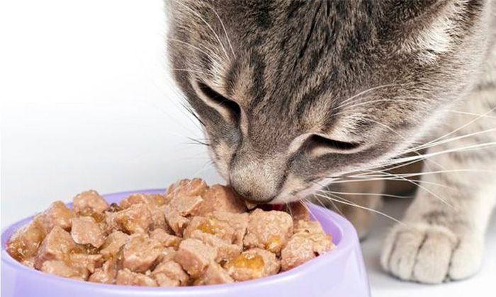 Comida para gatos: Húmedo vs. Seco