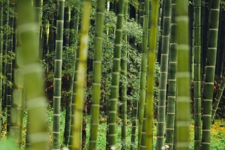 Crecimiento del Bambú: Todo lo que necesitas saber es cómo cultivar el bambú.
