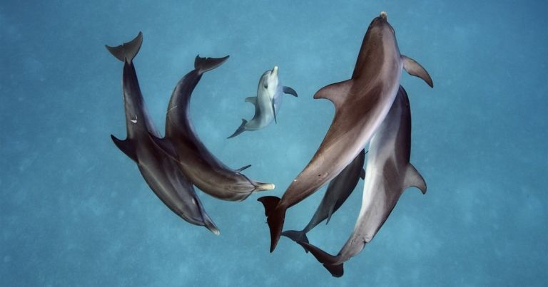 Delfín: el mamífero marino con inteligencia humana