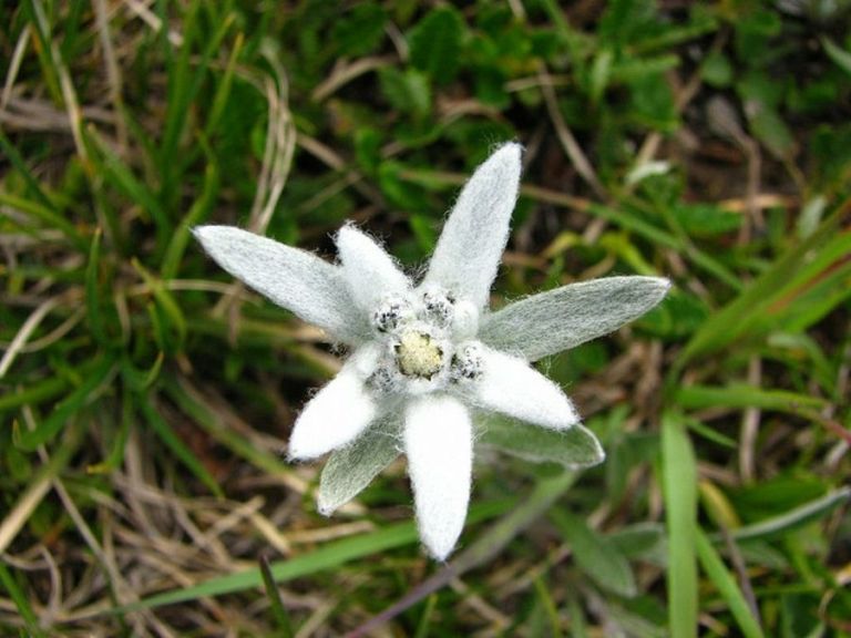 Edelweiss: características de la planta y su cultivo