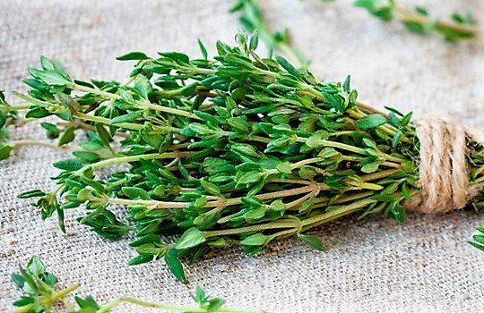 El tomillo: una excelente planta aromática con propiedades curativas