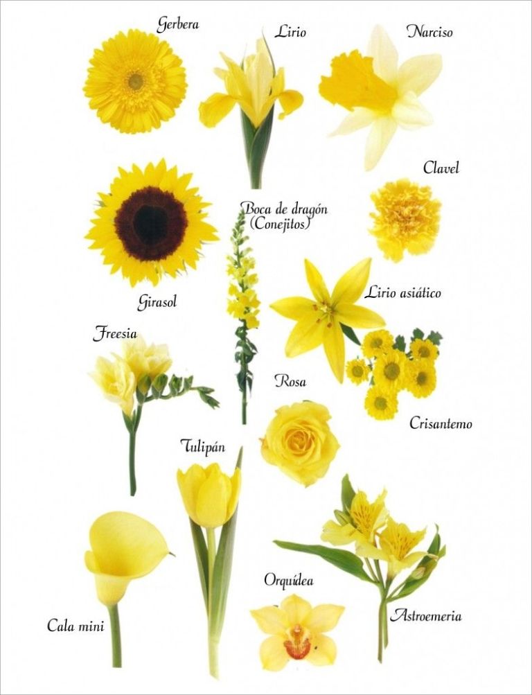 Flores amarillas: 5 variedades simples para cultivar, para un jardín colorido.