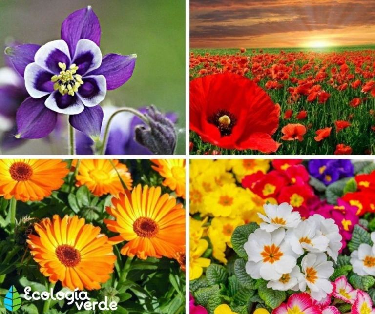 Flores Azules: las 5 variedades más hermosas y fáciles de cultivar