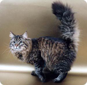 Gato Siberiano: un hermoso ejemplar, perfecto para aquellos que son alérgicos a los gatos.