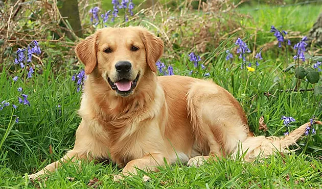 Golden Retriever: Un perro dócil y alegre, perfecto para la familia.
