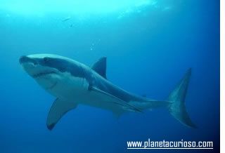 Gran Tiburón Blanco: el depredador de las profundidades no perdona ni siquiera al hombre