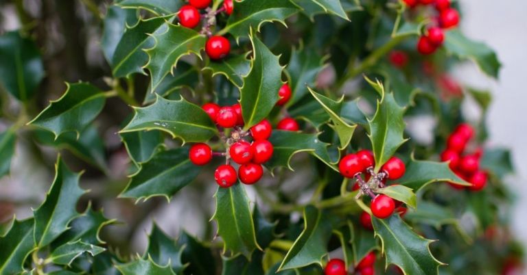 Holly: Cómo cultivar la planta símbolo de la Navidad