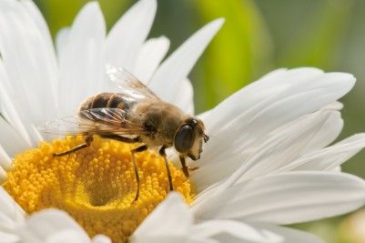 Jalea real: dosis, calorías y contraindicaciones del néctar de abeja