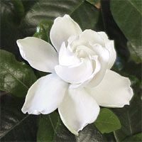 Jazmín: una de las flores más fragantes y queridas del jardín.