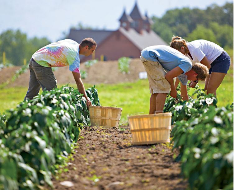 La agricultura orgánica: más saludable para los seres humanos y el medio ambiente