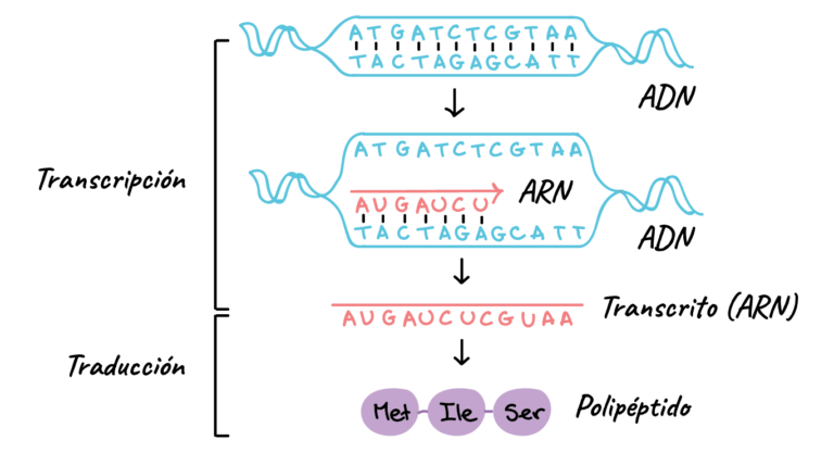 La síntesis de la proteína: Cómo se transcriben las secuencias de ADN