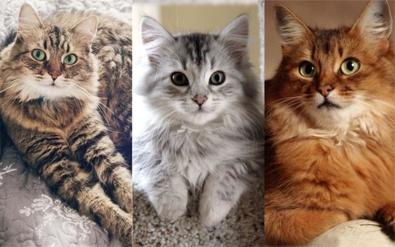 Las 5 razas de gatos más populares de España y sus características