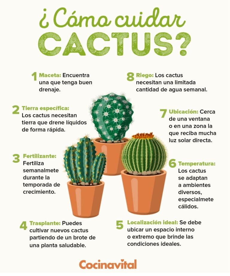 Los tipos de cactus más hermosos para crecer en macetas y cómo cuidarlos