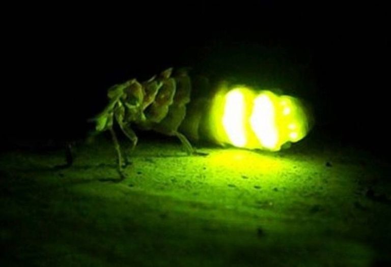 Luciérnaga: el escarabajo nocturno que se enciende por amor