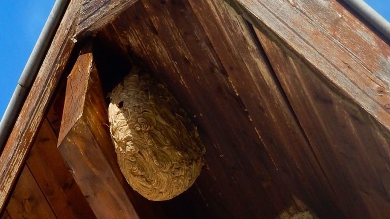 Nido de avispas: Cómo reconocerlo y qué hacer si encuentras un nido de avispas