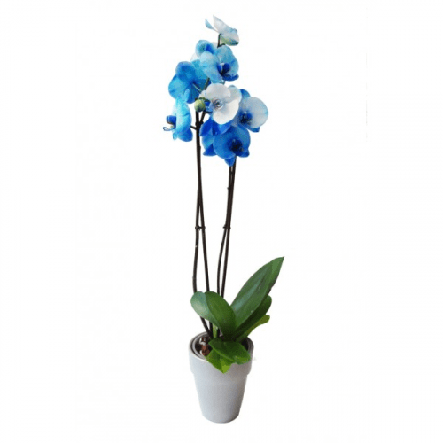 Orquídea Azul: Un regalo original, pero sólo cuando es natural.