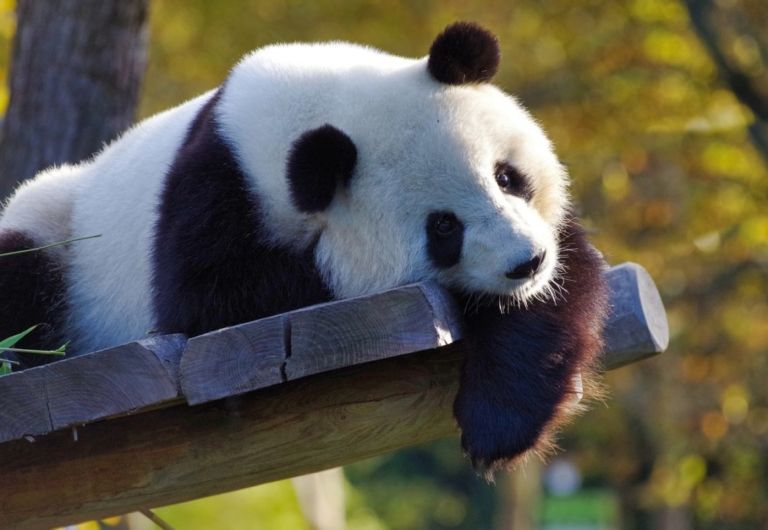 Panda: el dulce mamífero en peligro de desaparecer