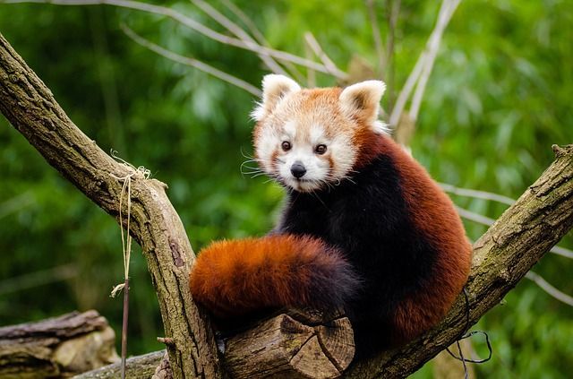 Panda Rojo: el dulce mamífero en peligro de extinción