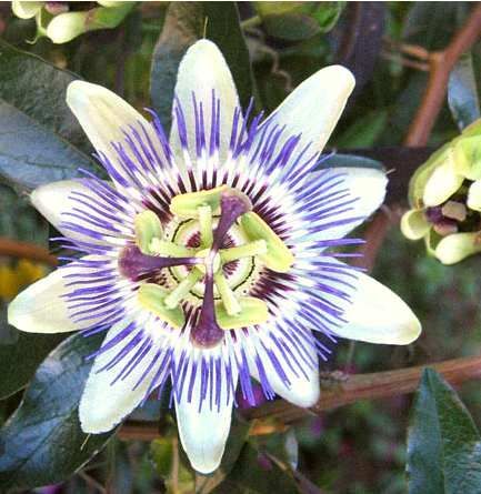 Passiflora: cultivo y propiedades de una hermosa planta