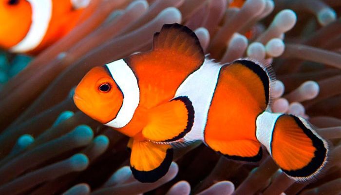 Pez payaso: características y curiosidades sobre Nemo