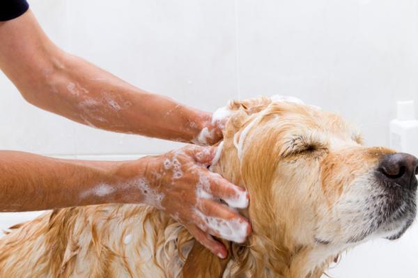 Pulgas de perro: cómo reconocerlas y eliminarlas eficazmente
