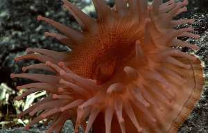 Pulpo: el invertebrado marino formador de corales del que nace la medusa