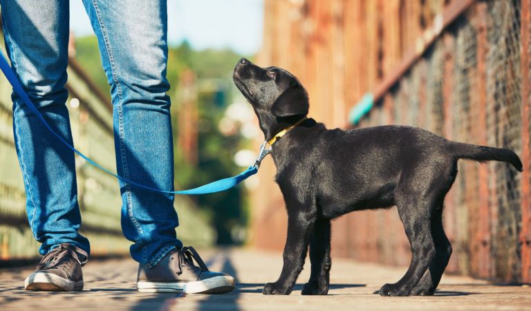 Puppy Labrador: Cómo criar y cuidar a su cachorro