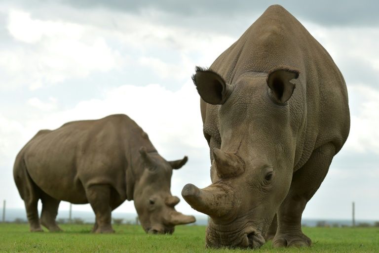 Rinoceronte: dónde vive, qué come y por qué se arriesga a la extinción