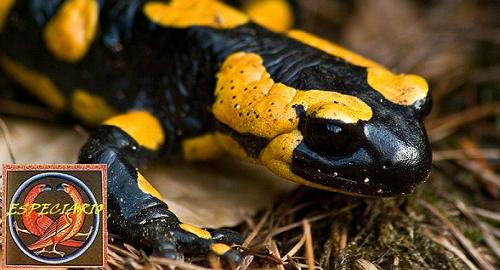 Salamandra: un anfibio tímido que sólo sale de noche.