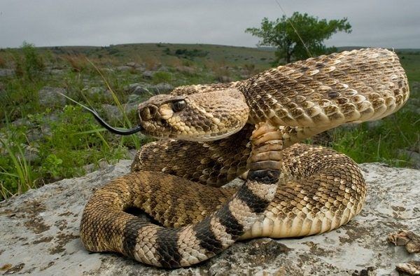 Serpiente de cascabel: un sonido escalofriante y una mordedura letal