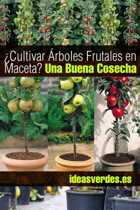 Solanum: cómo cultivar las diferentes especies en macetas o jardines