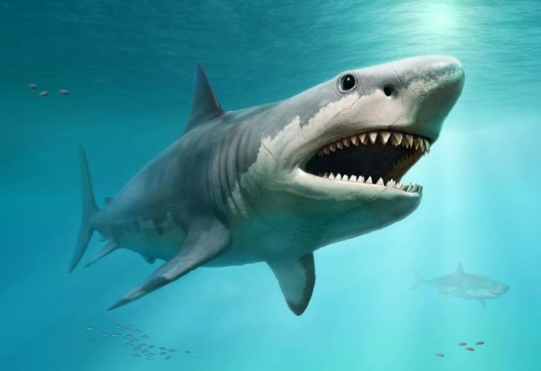 Tiburón: 5 curiosidades sobre el fascinante depredador oceánico