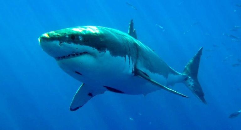 Tiburones peligrosos: la especie más amenazada del Mediterráneo
