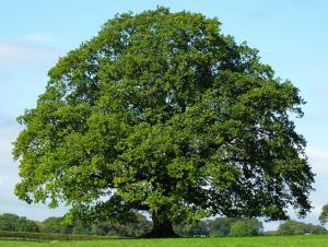 Tilo: el árbol longevo con mil propiedades beneficiosas