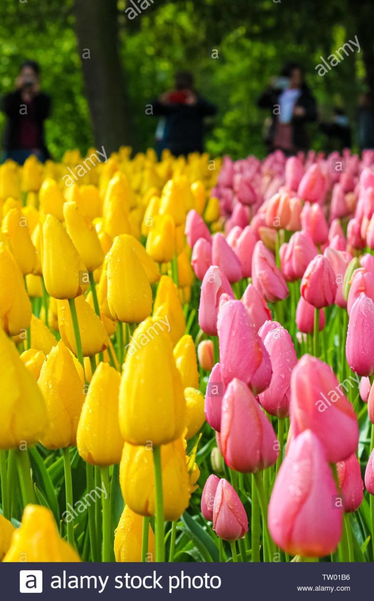 Tulipanes: cómo cultivar las icónicas flores de Holanda en un jarrón o jardín
