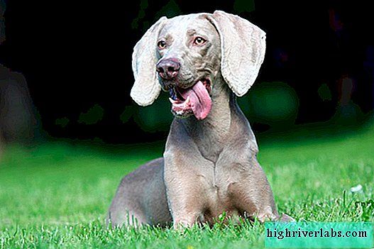Weimaraner: un perro aristocrático con un carácter dulce y muy fiel.
