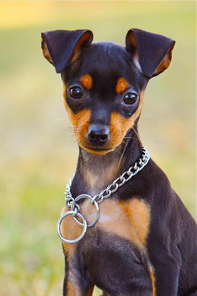 Zwergpinscher: El pequeño perro guardián con un carácter adorable