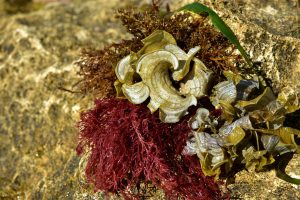 extracto de algas-rojas-agar