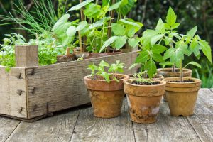 plantas-verduras-balcón
